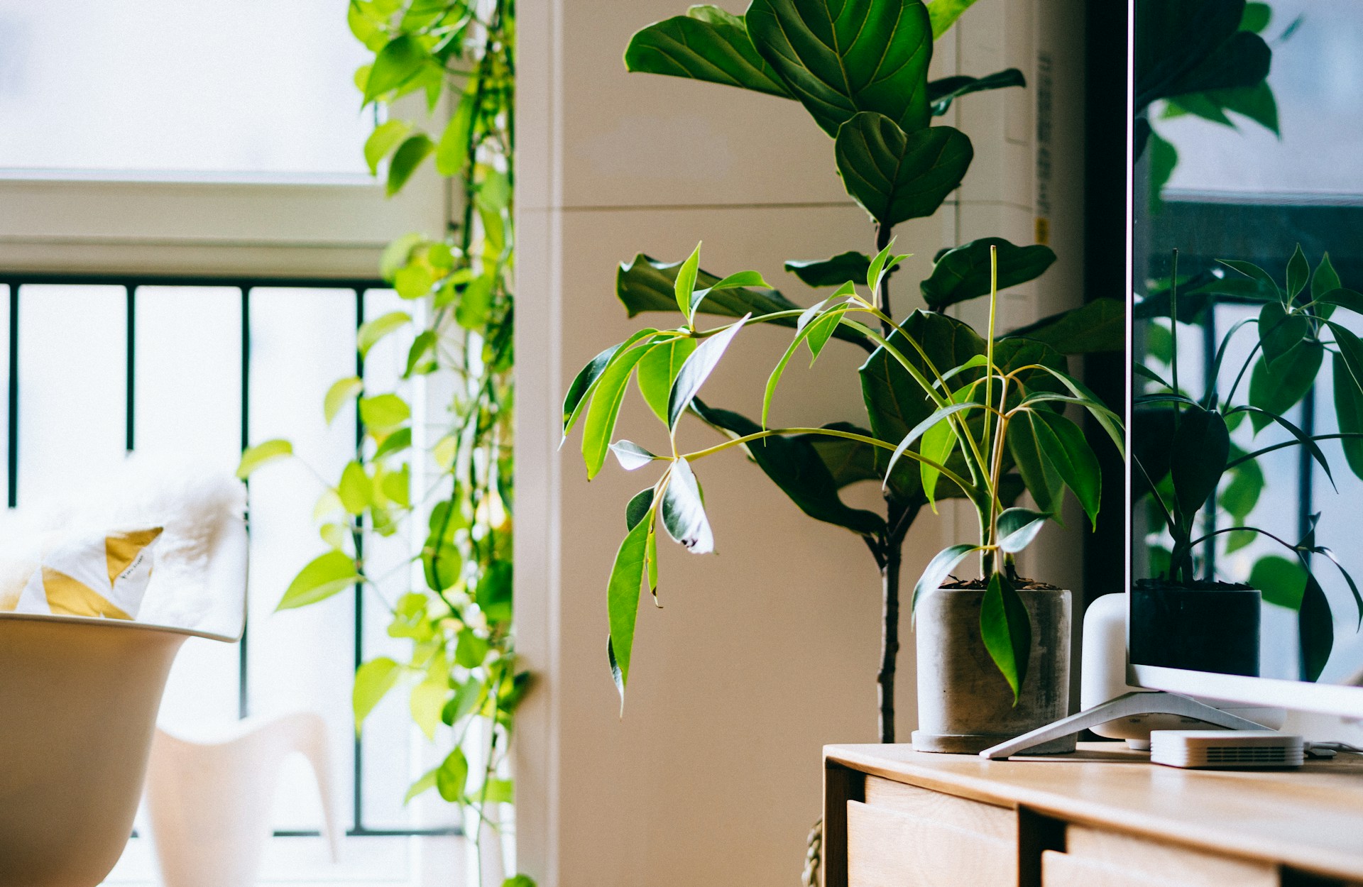 indoor plants